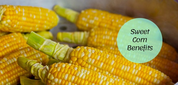 sweet corn benefits