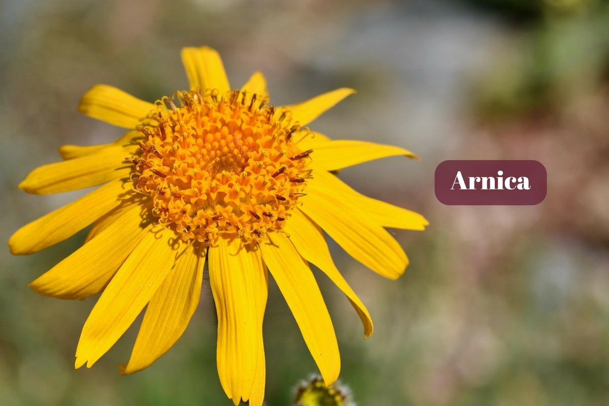 Arnica: A Medicinal Herb With Tons of Health Benefits