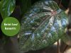 betel leaf benefits