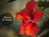 hibiscus flower