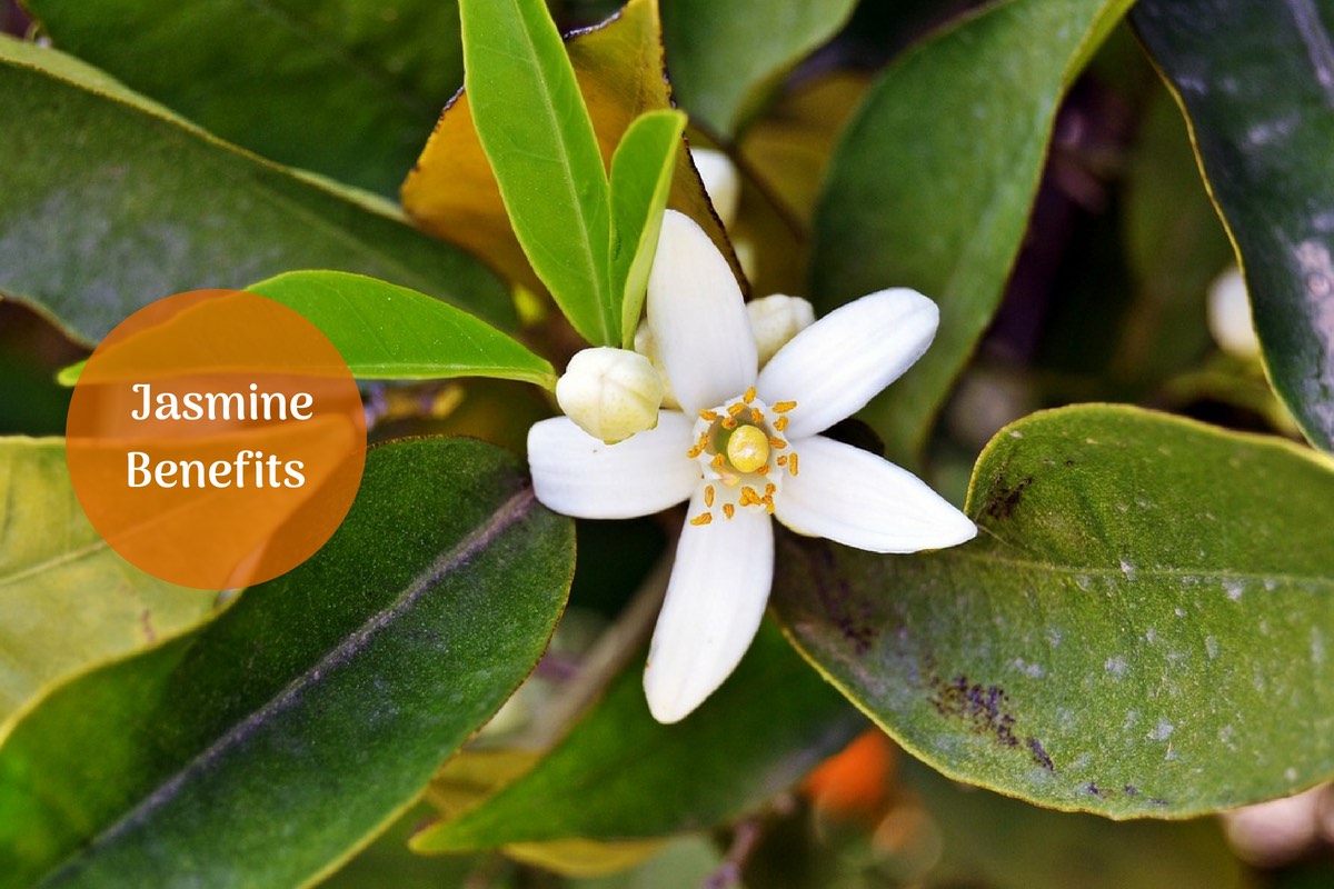 Jasmine Tea Benefits Queen of Flowers With Wonderful Health Benefits