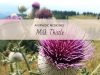 milk thistle uses