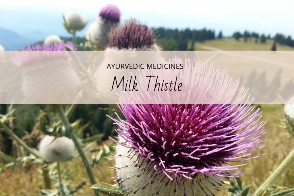 milkthistleuses Ayurvedum
