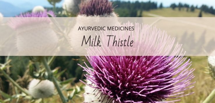 milk thistle uses