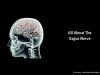 vagus nerve