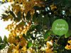 acacia benefits