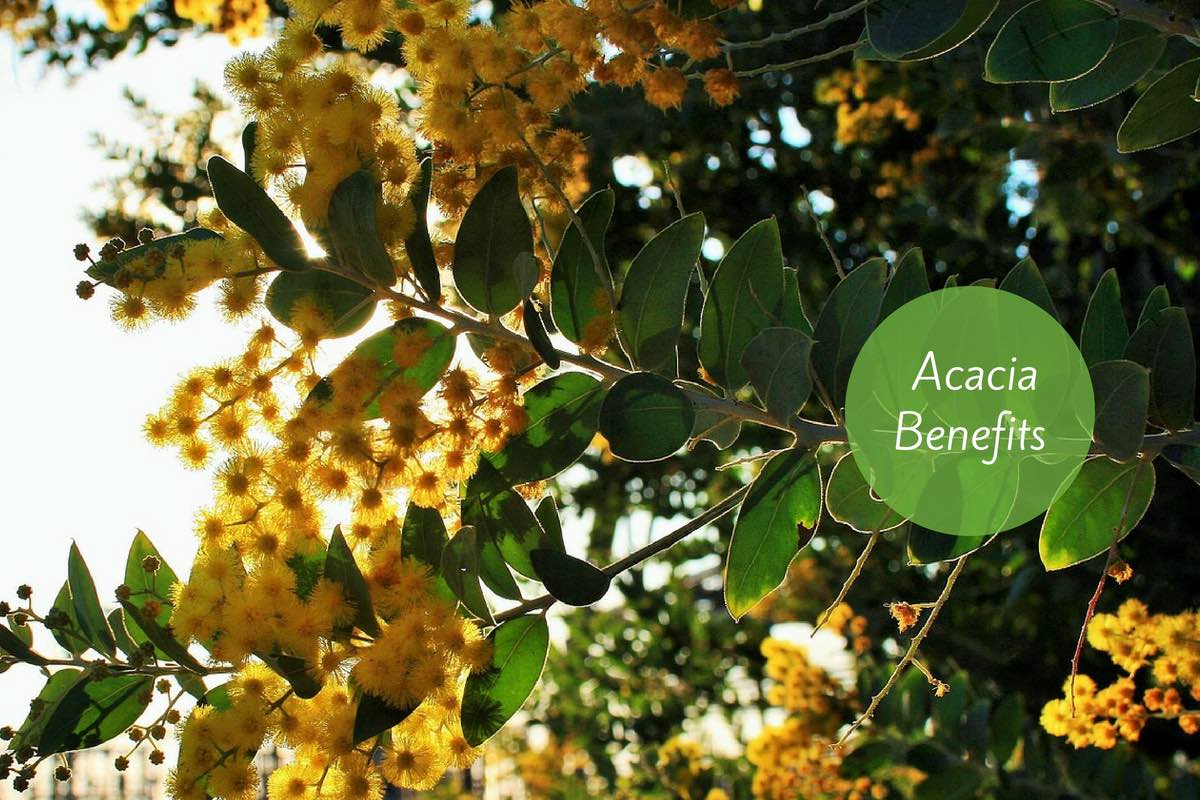 Babul Tree Medicinal And Beauty Benefits With Side Effects