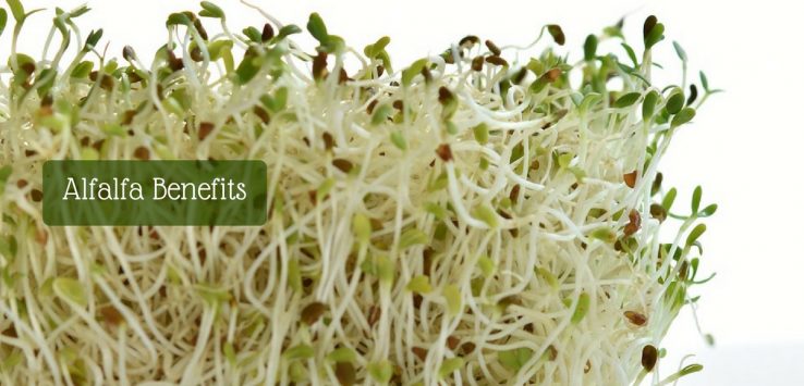 alfalfa plant benefits