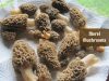 morel mushrooms