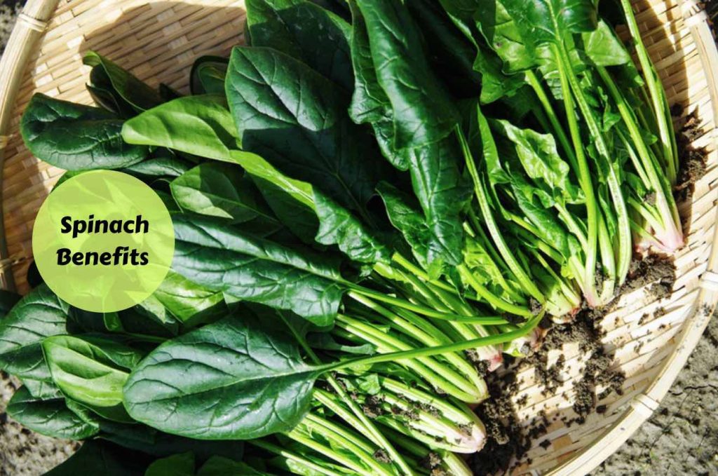 thebenefitsofspinach Ayurvedum