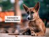 Rabies Symptoms & Treatment_Ayurvedum