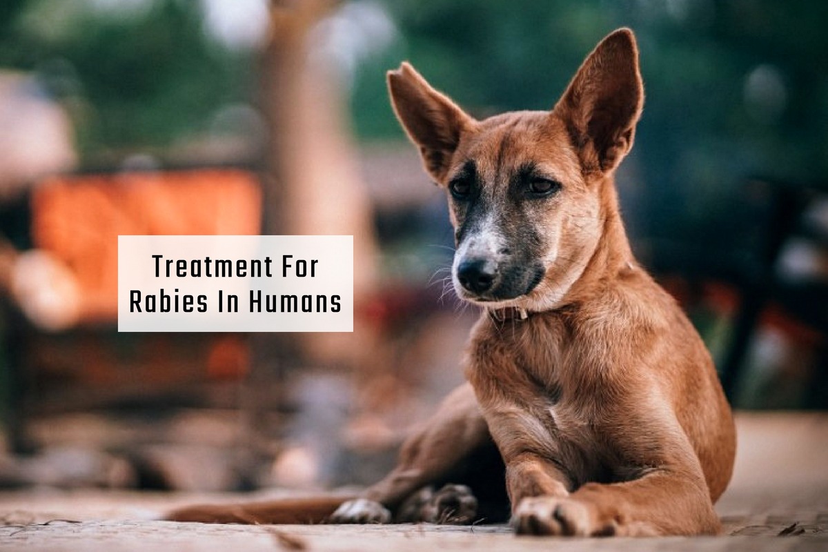 Rabies Symptoms And An Essential Home Treatment