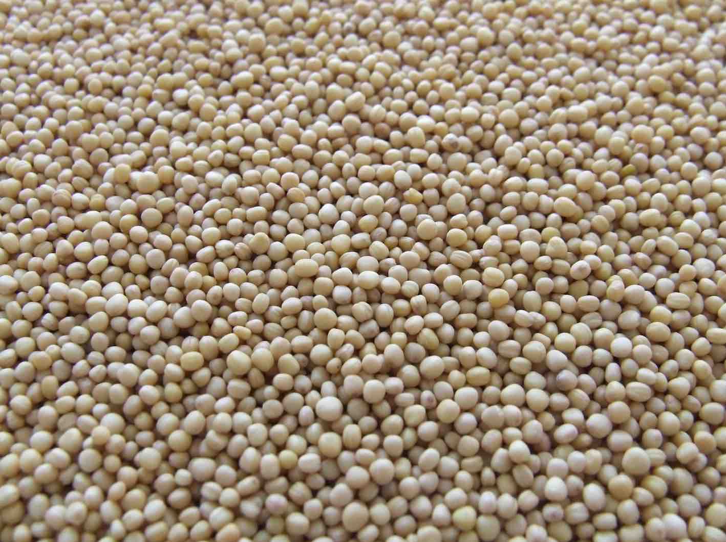 uses of mustard Ayurvedum