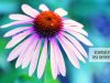 Echinacea Tea Benefits _ Ayurvedum