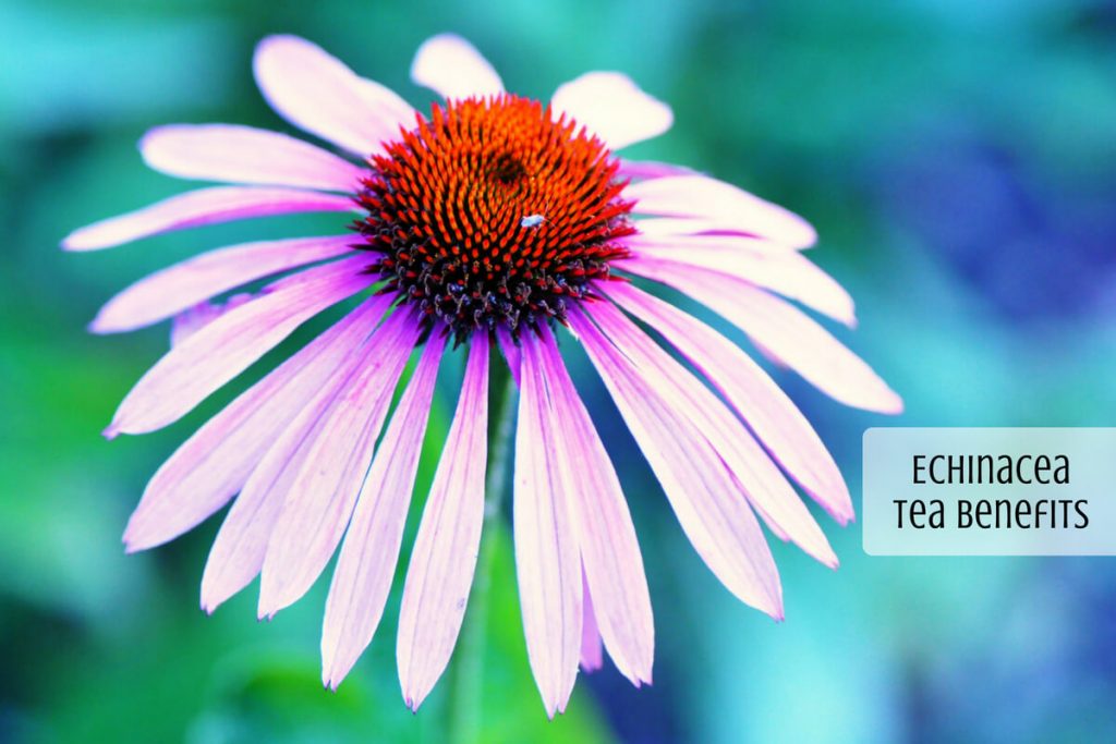 Echinacea Tea Benefits _ Ayurvedum Ayurvedum