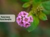 Punarnava Benefits - Ayurvedum