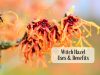 Witch hazel uses _ Ayurvedum