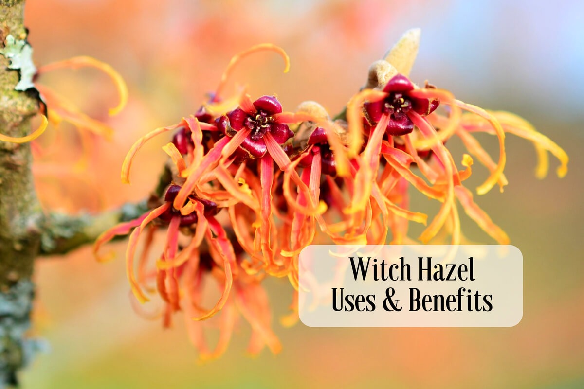 Amazing Witch Hazel Uses And Healing Benefits