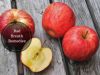 natural remedies for bad breath