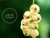 Leaky gut _ Ayurvedum