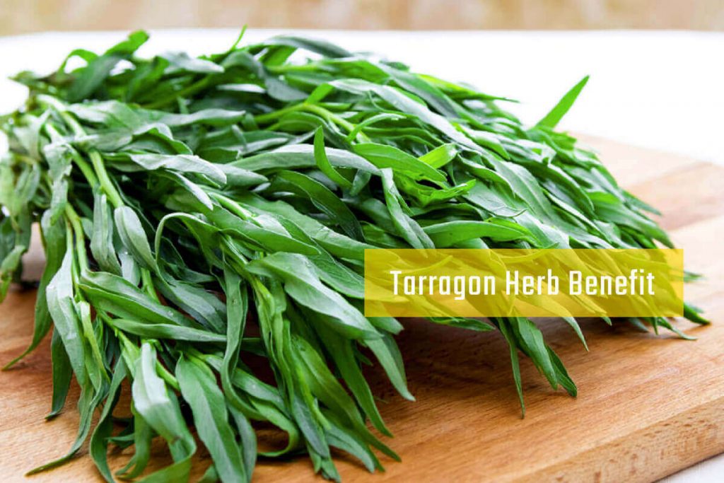 What is Tarragon _ Ayurvedum Ayurvedum