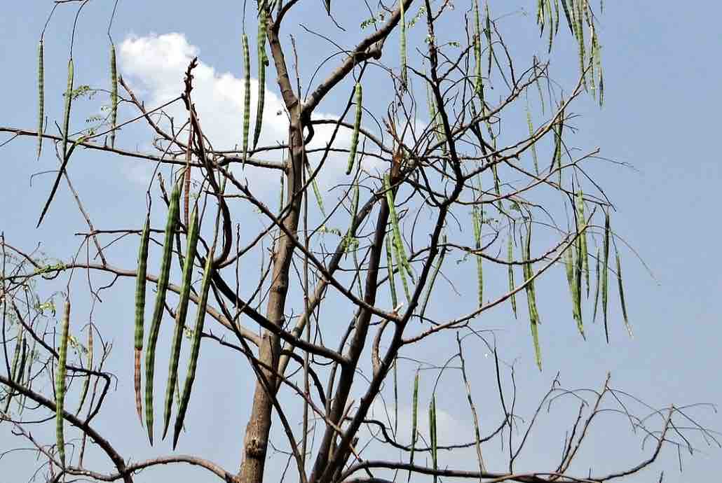 Drumstick Benefits From Pain Relief To A Better Sex Life