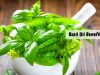 Basil Oil Benefits _ Ayurvedum