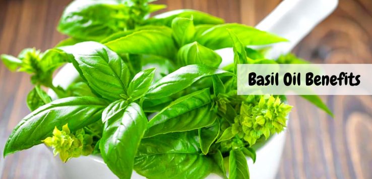 Basil Oil Benefits _ Ayurvedum