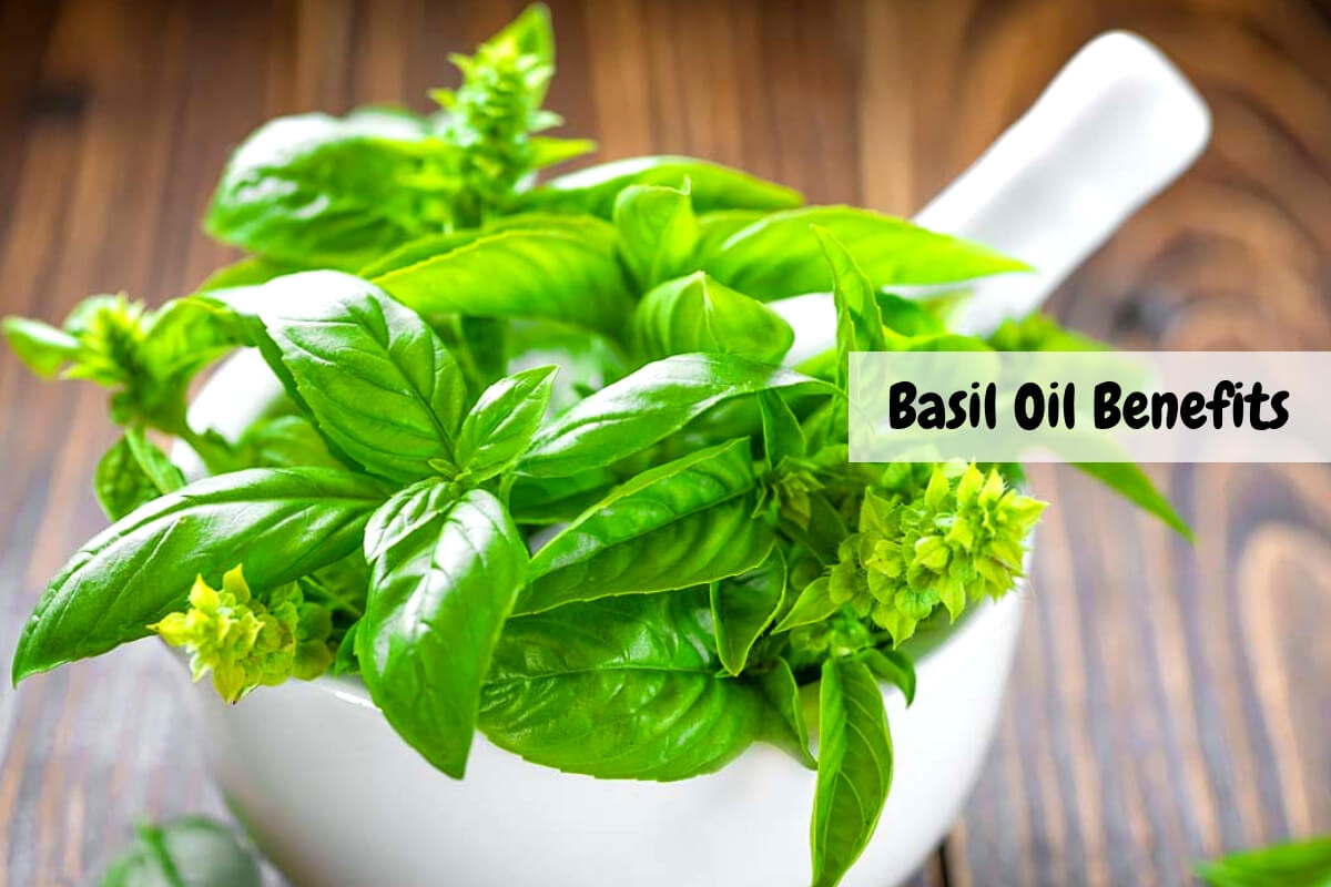 Basil Oil Health Benefits The Elixir Of Mother Nature