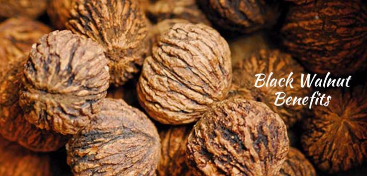 Black Walnut _ Ayurvedum