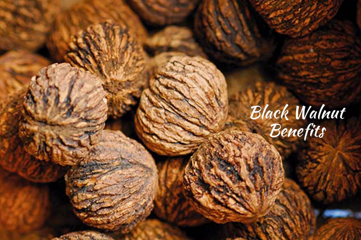 Black Walnut Benefits For A Healthier And Superior Life