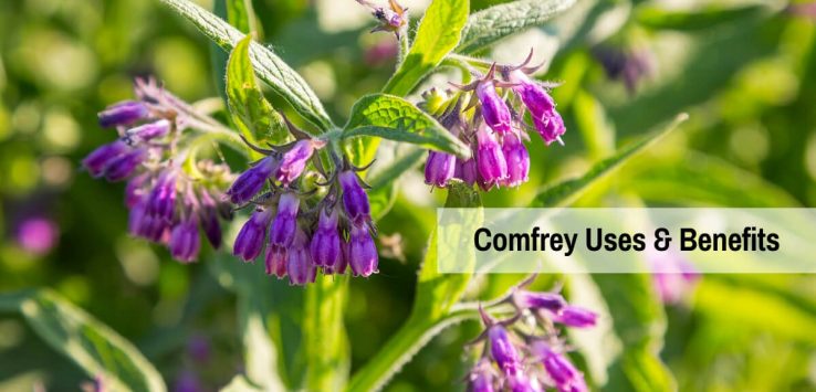 Comfrey uses _ Ayurvedum