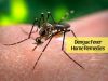 Dengue Fever _ Ayurvedum
