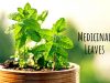 Herbal leaves _ Ayurvedum