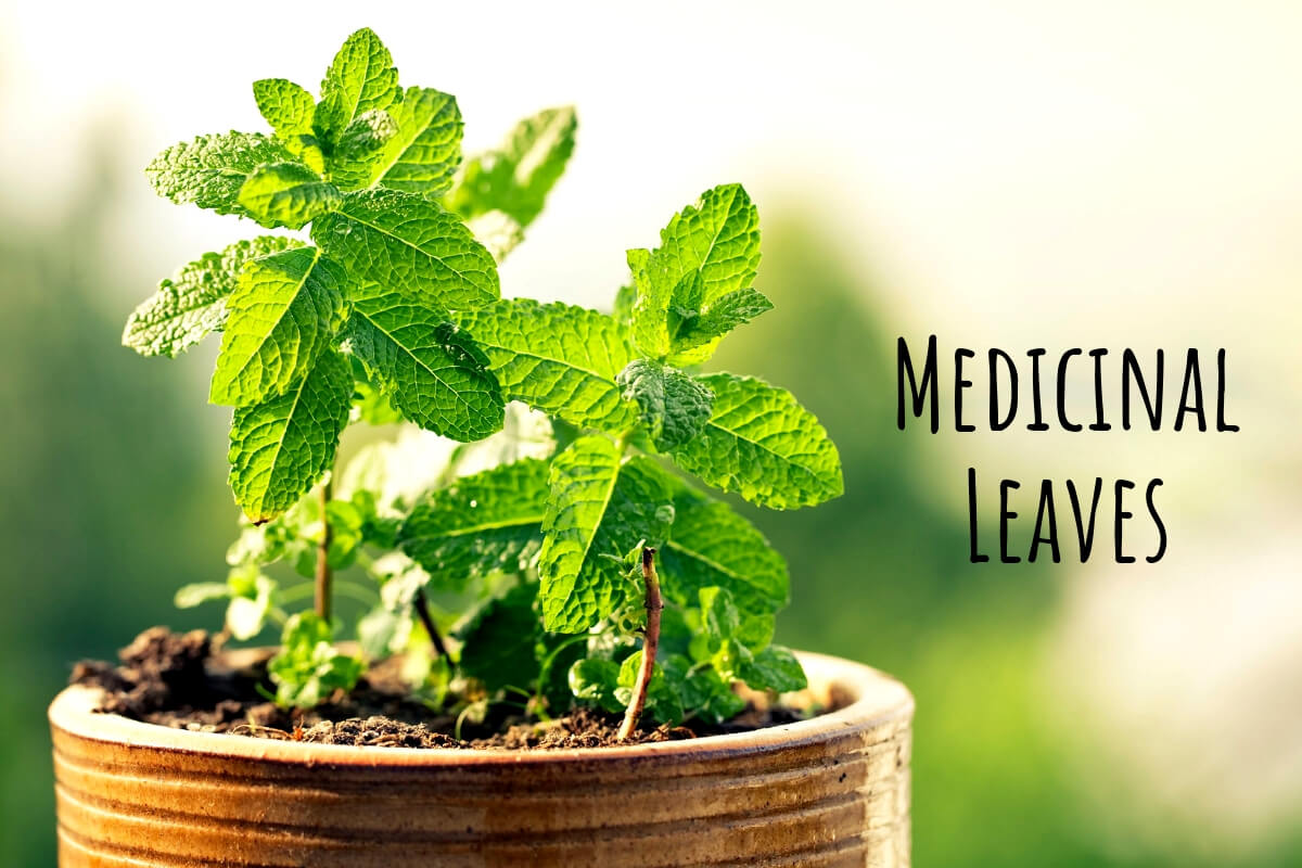 Herbal Leaves Do Not Miss Out Any Of These Medicinal Leaves!
