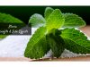 Is stevia safe _ Ayurvedum