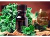 Oregano oil benefits _ Ayurvedum