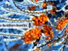 Sea Buckthorn _ Ayurvedum