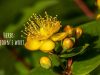 The St. John's Wort benefits include both beauty as well as medicinal and it, therefore, has impeccable uses. The herb is safe to ingest however upon excessive dosage, the St. John's Wort side effects also prevail. _ Ayurvedum