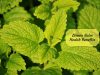 Lemon balm benefits _ Ayurvedum