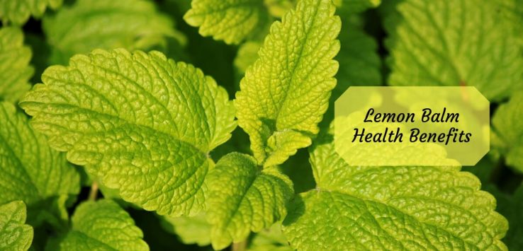 Lemon balm benefits _ Ayurvedum