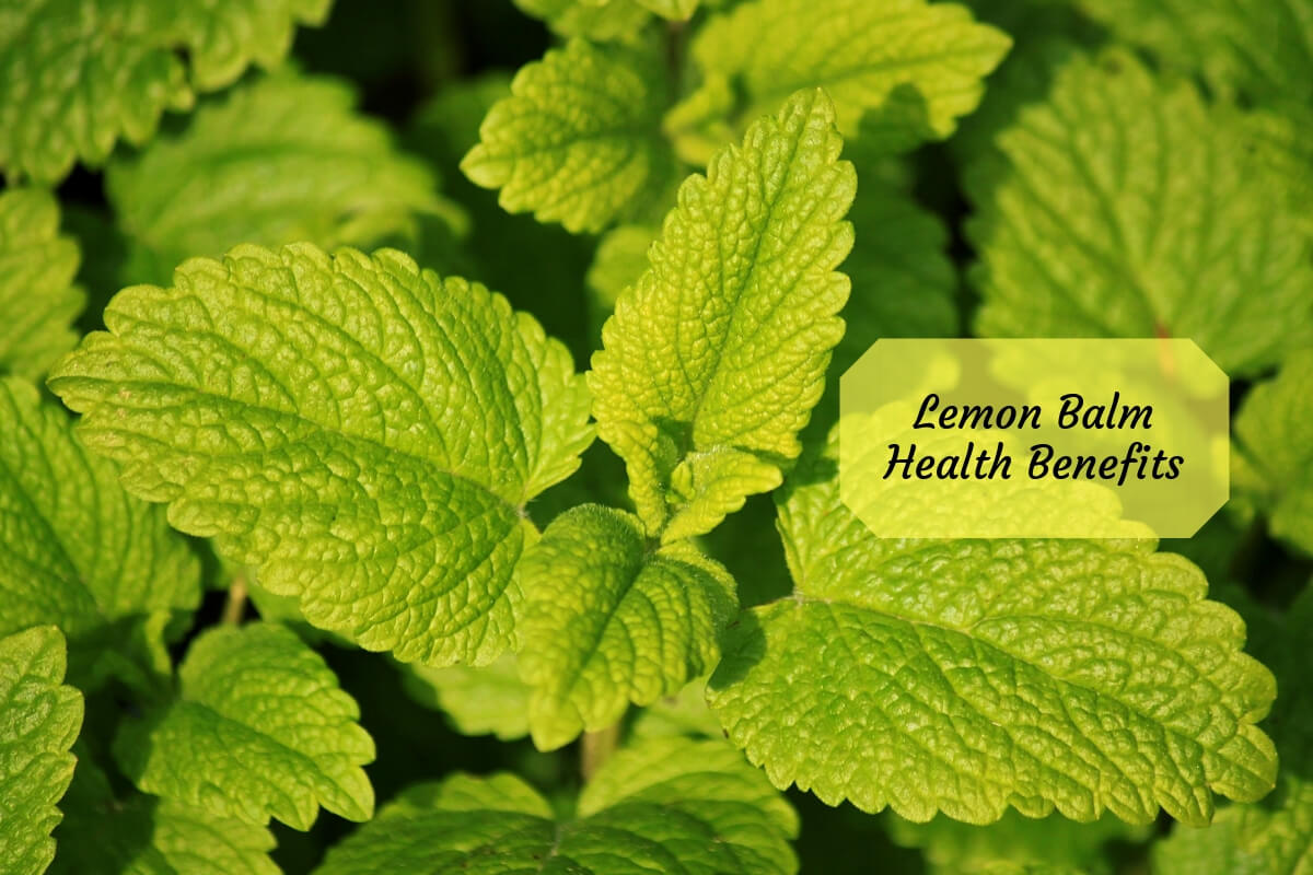 Ayurvedic Lemon Balm Benefits, Uses & Potential Side Effects