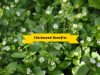 Chickweed benefits _ Ayurvedum