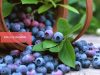 Bilberry Benefits _ Ayurvedum