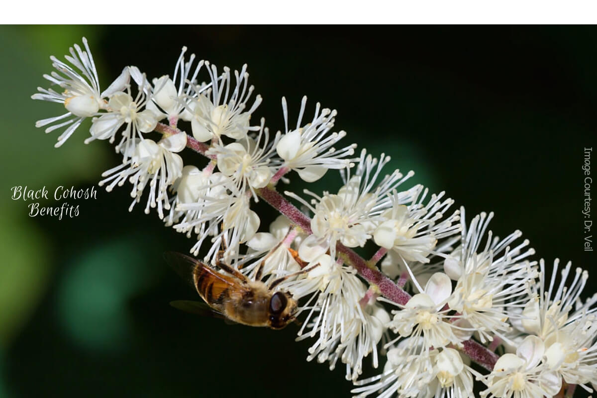 Black Cohosh Benefits A Divine & Rejuvenating Herb