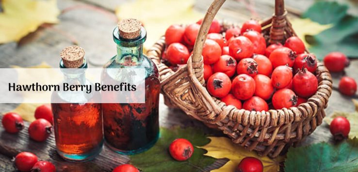 Hawthorn Berry Benefits _ Ayurvedum