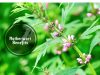 Motherwort Benefits _ Ayurvedum