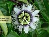 Passion Flower Benefits _ Ayurvedum (1)