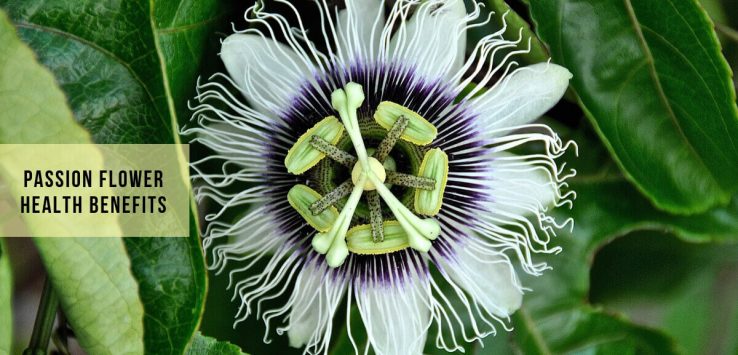 Passion Flower Benefits _ Ayurvedum (1)