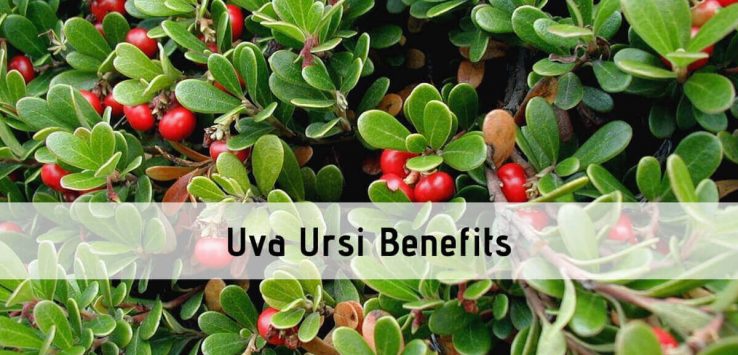 Uva Ursi Benefits _ Ayurvedum